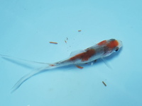 Bubulle 11 Bubulle 11