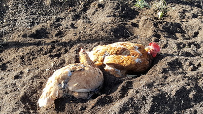 bain de terreau bain de terreau