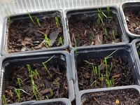 Jeunes pousses de ciboulette Jeunes pousses de ciboulette
