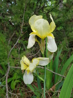 Jaune tendre et blanc Jaune tendre et blanc