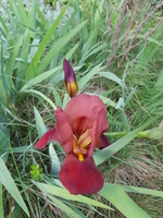 Un beau rouge Un beau rouge