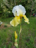 Blanc et jaune tendre. Blanc et jaune tendre.