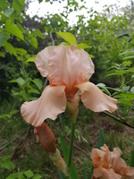 Pour ma belle Pour ma belle