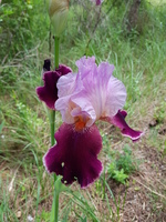 La plus belle La plus belle